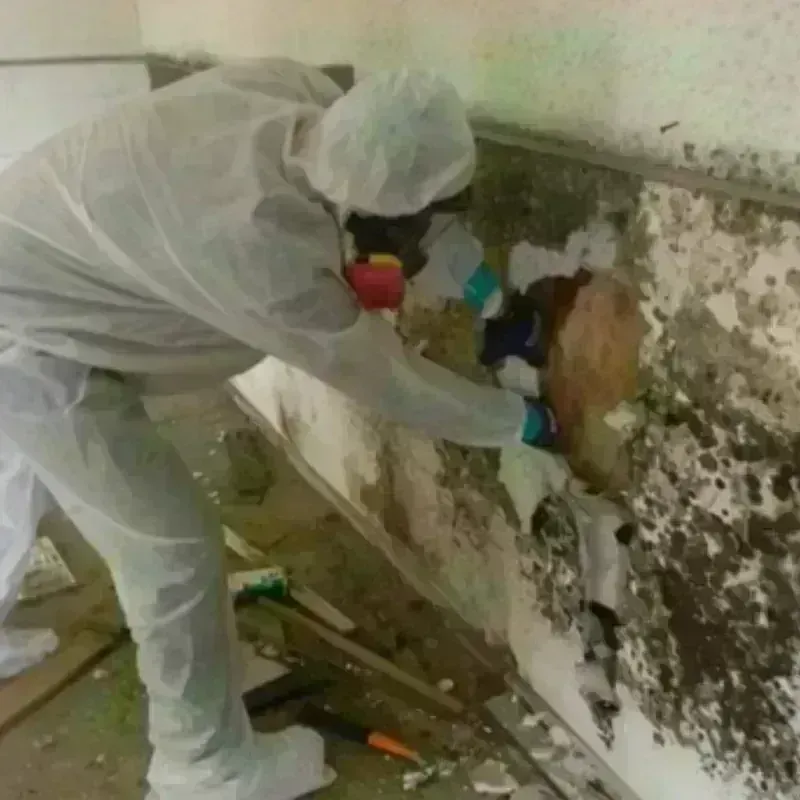 Mold Remediation and Removal in Royal Oak, MI